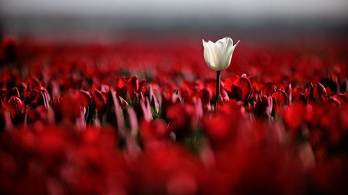 Tulpenvelden Goeree-Overflakkee