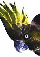 Regard vif sur les oiseaux