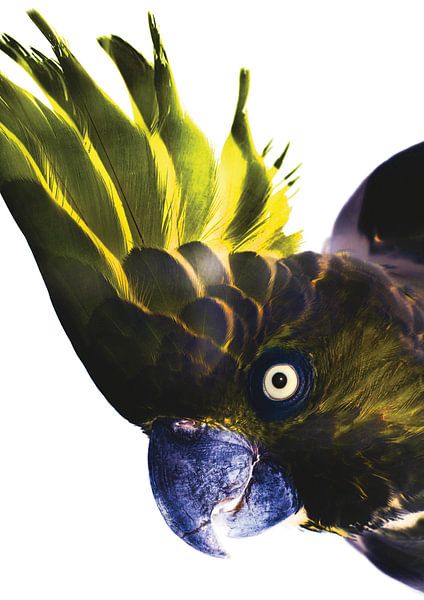 Regard vif sur les oiseaux par Shot by Clint