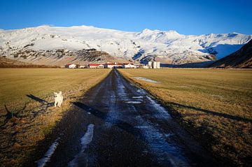 Ferme islandaise sur Sjoerd Mouissie