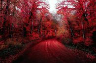 Het rode bos van Jacky thumbnail