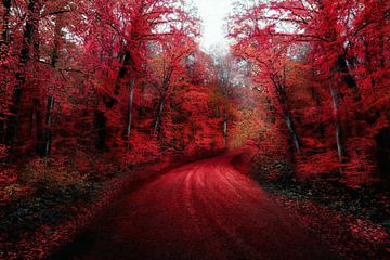 Het rode bos van Jacky