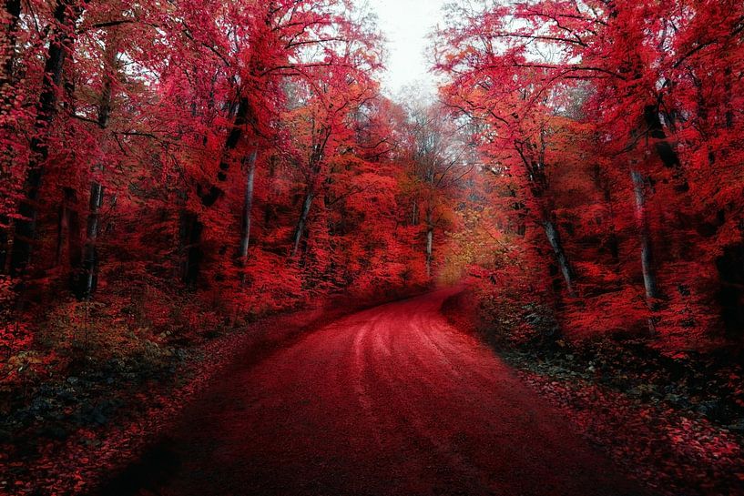 Der rote Wald von Jacky