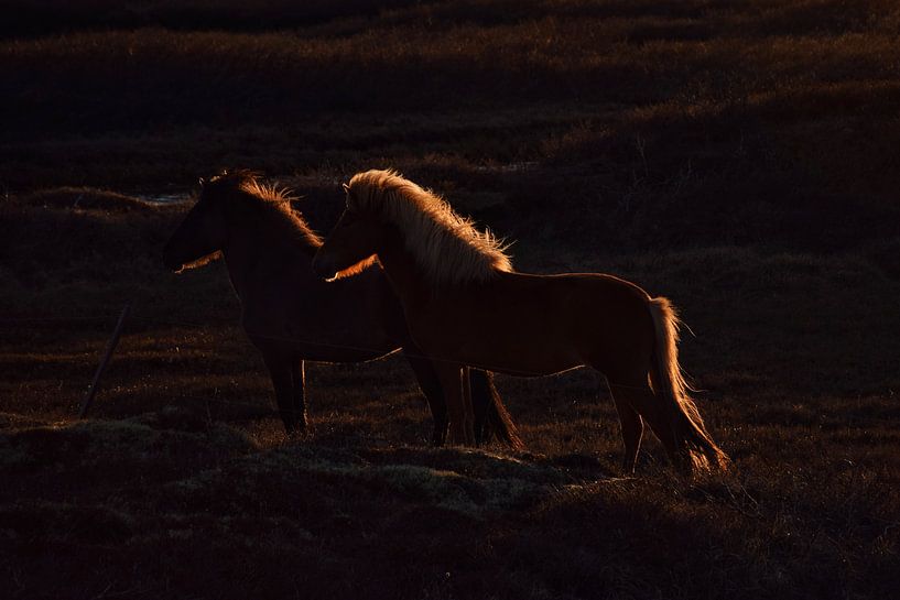 Islandpferde bei Sonnenuntergang von Elisa in Iceland