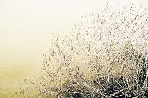 Des branches au-dessus de l'écoulement intemporel d'une rivière