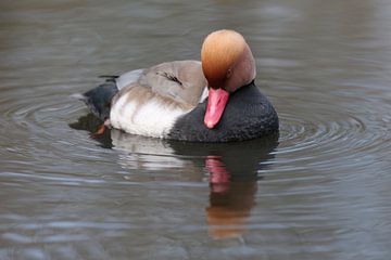 Krooneend (Netta rufina) van Ronald Pol