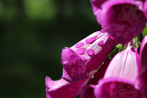 Bloem onder de loep nemen.