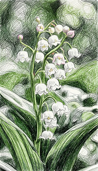 MAIBLUME – SKIZZE IM SCRIBBLE-STIL – BLEISTIFTSKIZZE – METALLPOSTER
