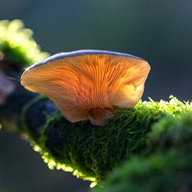 paddenstoel op een tak by jan van Welt