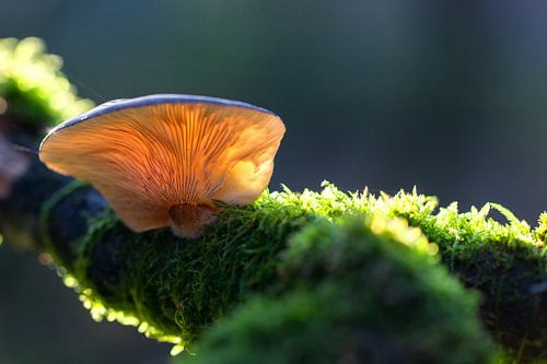 paddenstoel op een tak van jan van Welt