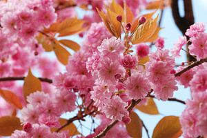 Bloesem Japanse sierkers