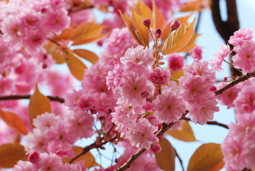 Bloesem Japanse sierkers van Margreet Frowijn