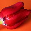 Tulp, rood van Maren Oude Essink