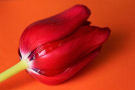 Tulip, red