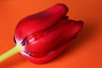Tulp, rood