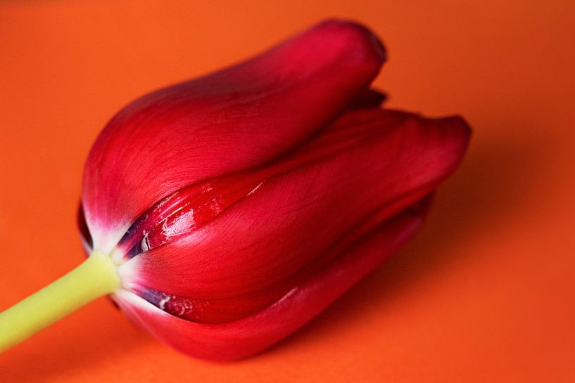 Tulip, red by Maren Oude Essink