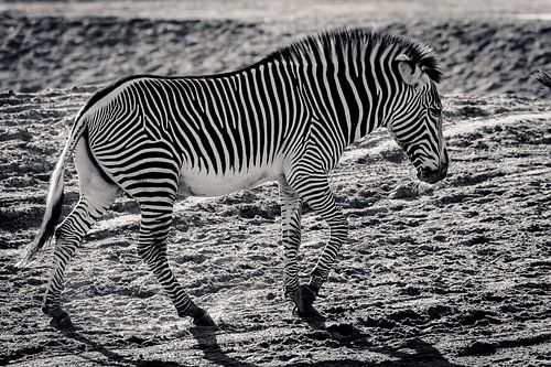 Zwart-wit in zwart-wit