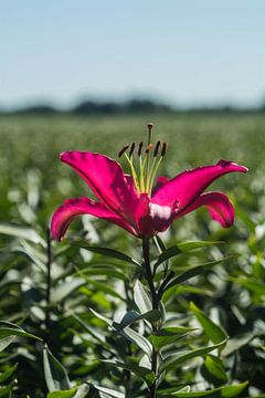 Einsame rote Lilie auf einem Ackerland von Tonny Janssen