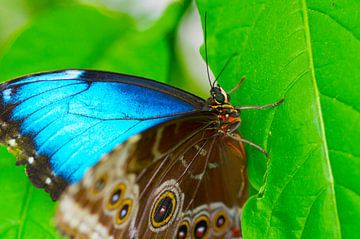 Blauwe vlinder 'Morpho peleides' van Ivonne Fuhren- van de Kerkhof