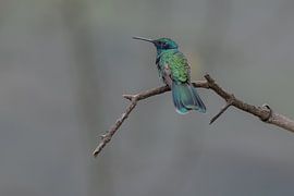 De schittering van de Sparkling Violetear