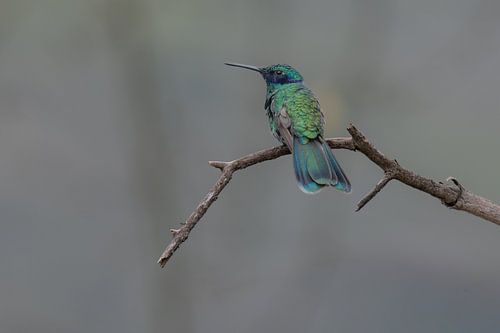 Funkelnder Violetear-Glanz