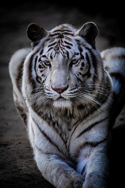 Ein ruhender weißer Tiger von Design Wall Arts