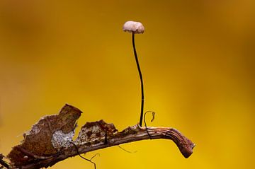 Mini champignon sur René Vos