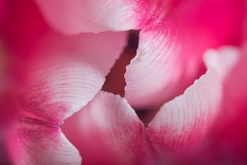 La tulipe fermée sur Marjolijn van den Berg