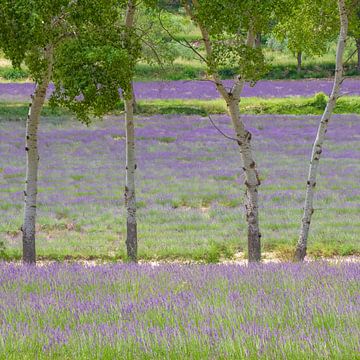 Lavendel schilderij van Peter Proksch