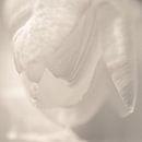 Witte tulp met licht schaduwpatroon van Sandra Hogenes thumbnail