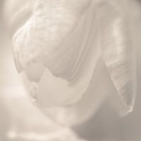 Witte tulp met licht schaduwpatroon