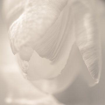 Witte tulp met licht schaduwpatroon van Sandra Hogenes