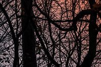 Branches sombres d'arbres contre un ciel bleu-orange