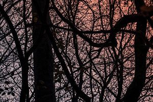 Dunkle Zweige von Bäumen vor einem blau-orangenen Himmel von Idema Media