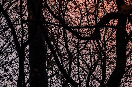 Branches sombres d'arbres contre un ciel bleu-orange sur Idema Media