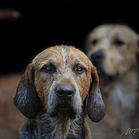 Foxhound Irlande sur Wybrich Warns