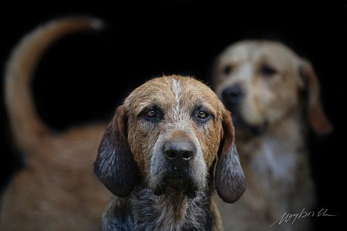 Foxhound Irlande sur Wybrich Warns