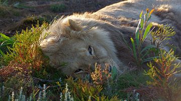 Leeuw #pantheraafrica van Minie Drost