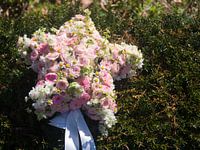 Bloemen ster