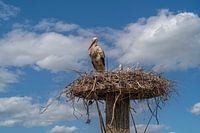Ooievaar in nest