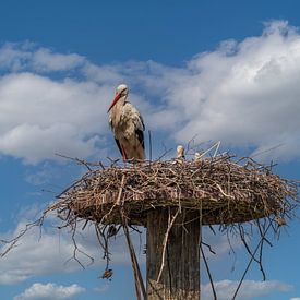 Ooievaar in nest van René Ouderling