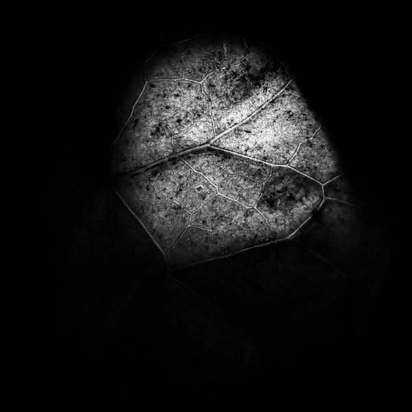 Hinterleuchtetes Blatt in schwarz-weiß. von TimJonkerphotography