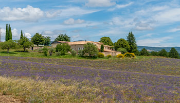 Lavendelveld in Frankrijk