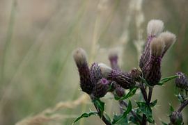 Blühende Distel in der Natur von Kimfaesdesign