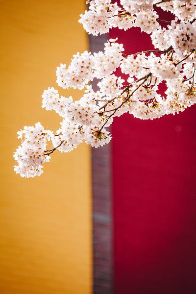 Arbres en fleurs dans le quartier de l'arc-en-ciel d'Almere, Sakura japonais aux Pays-Bas. par Evelien Lodewijks