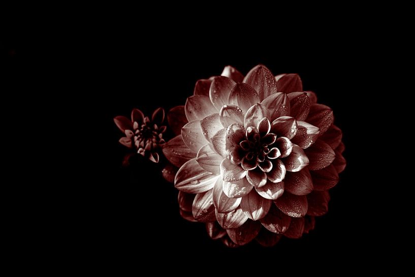 Dahlia by Yanuschka | Fotografie Noordwijk