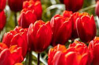 Mooie rode tulpen van Stedom Fotografie thumbnail