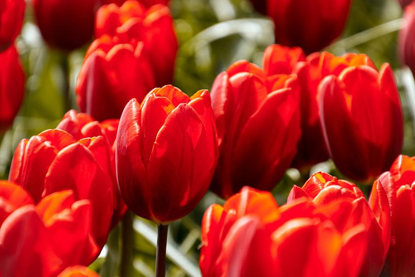 Mooie rode tulpen van Stedom Fotografie