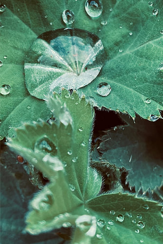 Jardin verdoyant et eau de pluie. De l'argent sur du vert.