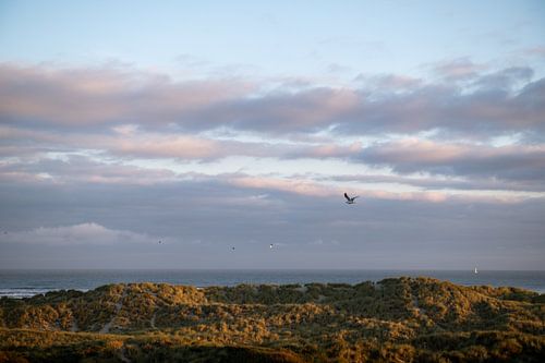 Seagulls in the early morning